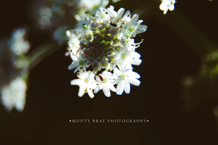 White flower studies — photograph by Monty Bray