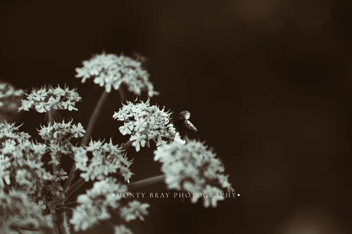 White flower studies — photograph by Monty Bray