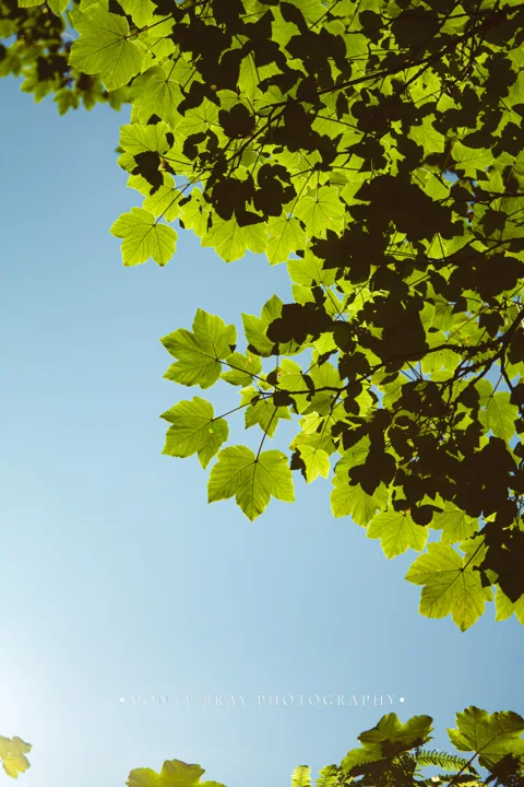 Trees, canopy and leaves — photograph by Monty Bray