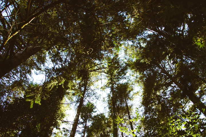 Trees, canopy and leaves — photograph by Monty Bray