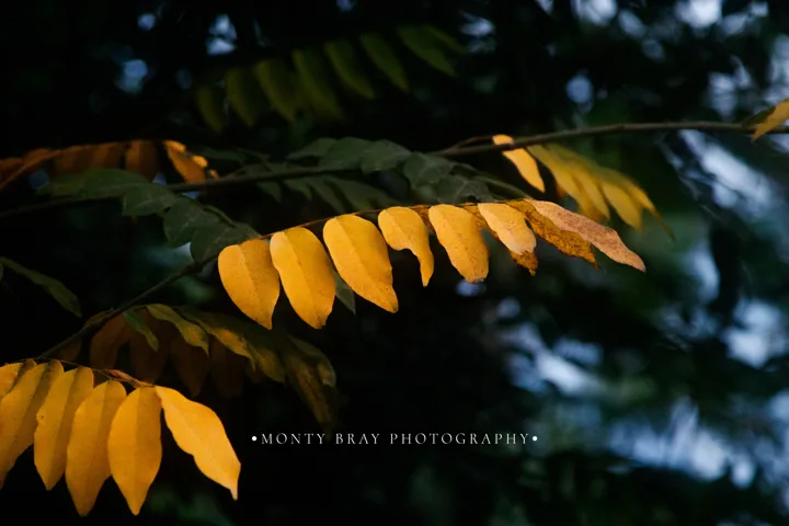 Trees, canopy and leaves — photograph by Monty Bray