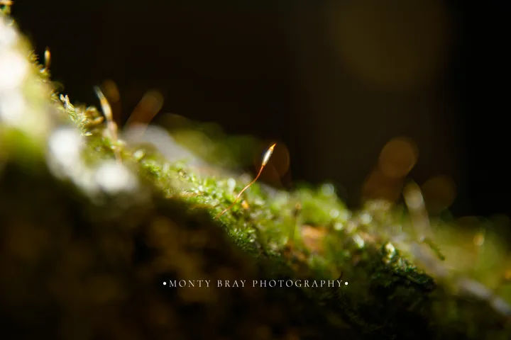 Natural surface details — photograph by Monty Bray