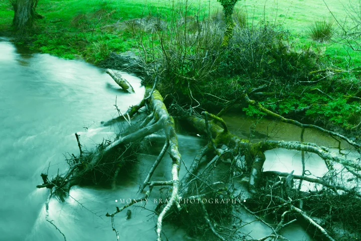 Environmental nature photographs — photograph by Monty Bray